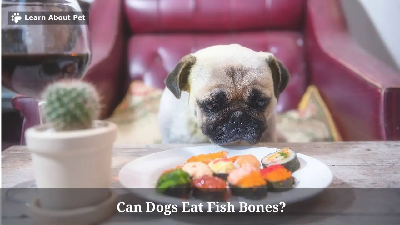 Can Dogs Eat Fish Bones? 7 Clear Symptoms And 3 Health Issues