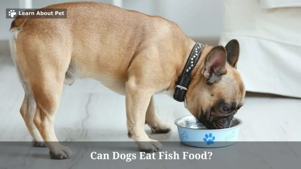 Can Dogs Eat Fish Food? 9 Clear Health Issues If Dog Ate Fish Food
