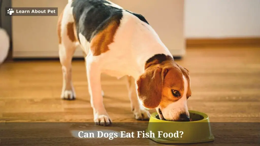 Can Dogs Eat Fish Food? 9 Clear Health Issues If Dog Ate Fish Food
