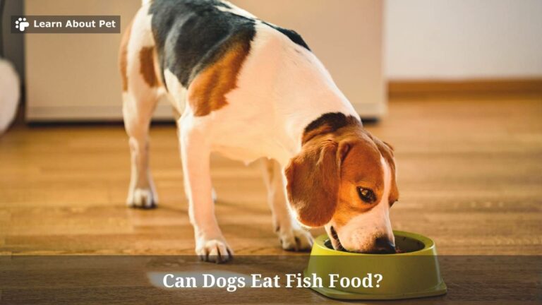 Can Dogs Eat Fish Food? 9 Clear Health Issues If Dog Ate Fish Food Regularly