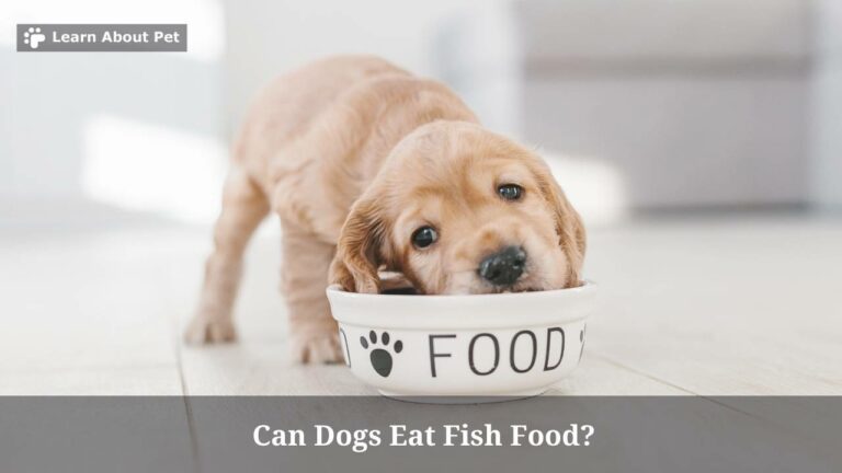 Can Dogs Eat Fish Food 9 Clear Health Issues If Dog Ate Fish Food