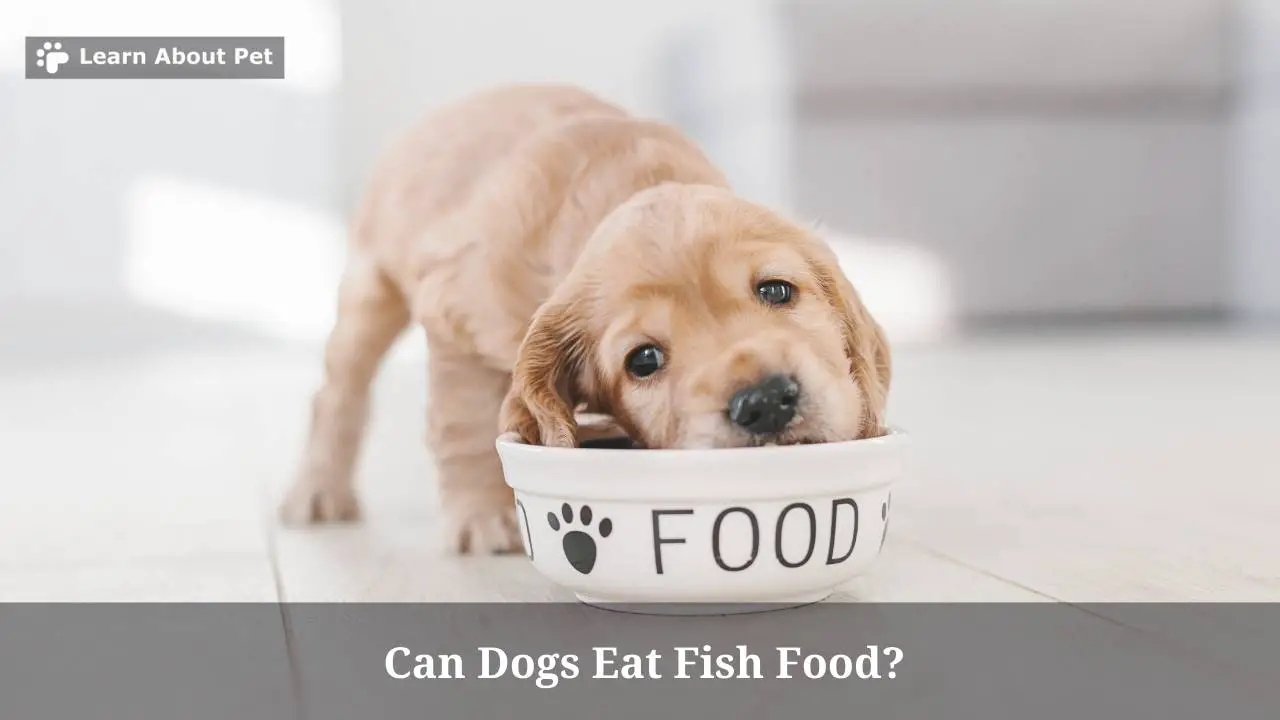 Can Dogs Eat Fish Food? 9 Clear Health Issues If Dog Ate Fish Food