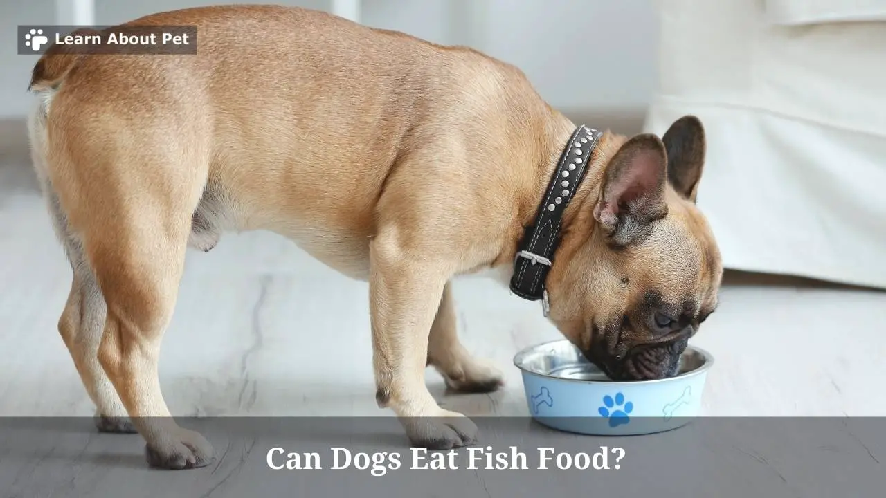 Can Dogs Eat Fish Food? 9 Clear Health Issues If Dog Ate Fish Food Regularly