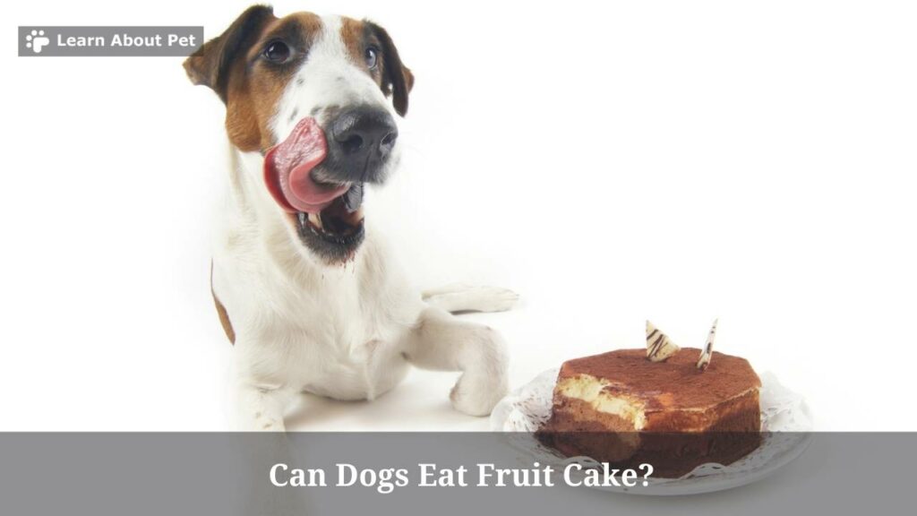 Can Dogs Eat Fruit Cake? (7 Interesting Facts) 2023