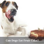 Can Dogs Eat Fruit Cake? (7 Interesting Facts)