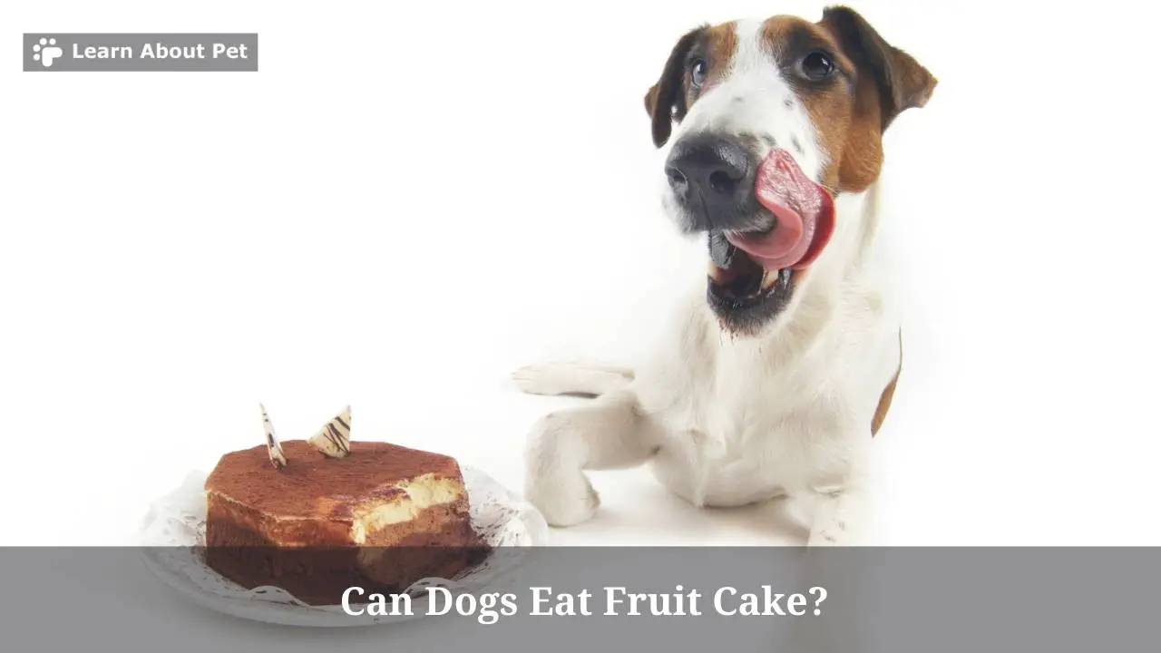 Can Dogs Eat Fruit Cake? (7 Interesting Facts) 2023