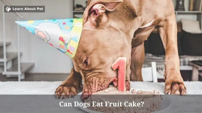 Can Dogs Eat Fruit Cake? (7 Interesting Facts) - 2022