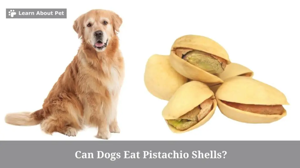 Can dogs eat pistachio shells