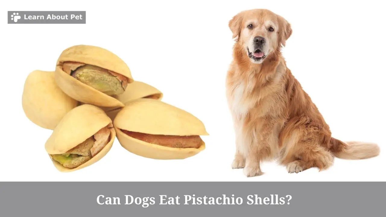 Dog Ate Pistachio Shell Can Dogs Eat Pistachio Shells? 5 Brutal Side