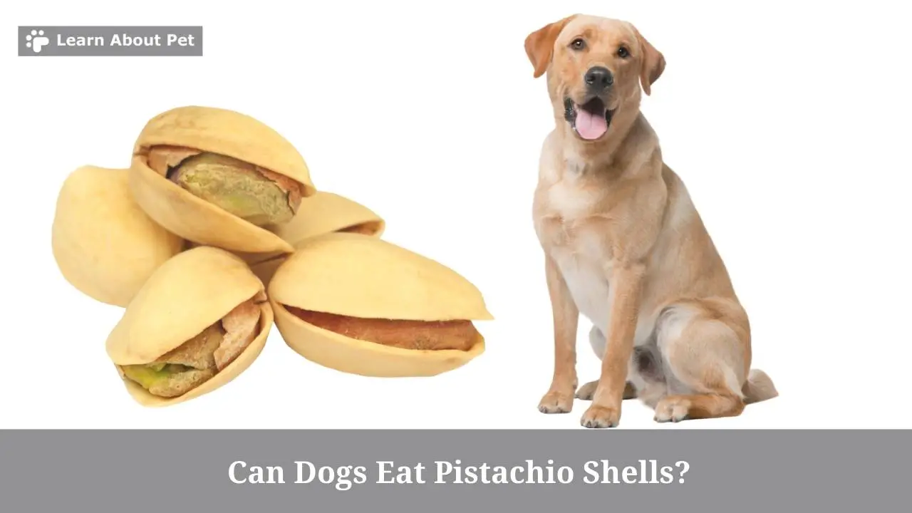 Dog Ate Pistachio Shell Can Dogs Eat Pistachio Shells? 5 Brutal Side