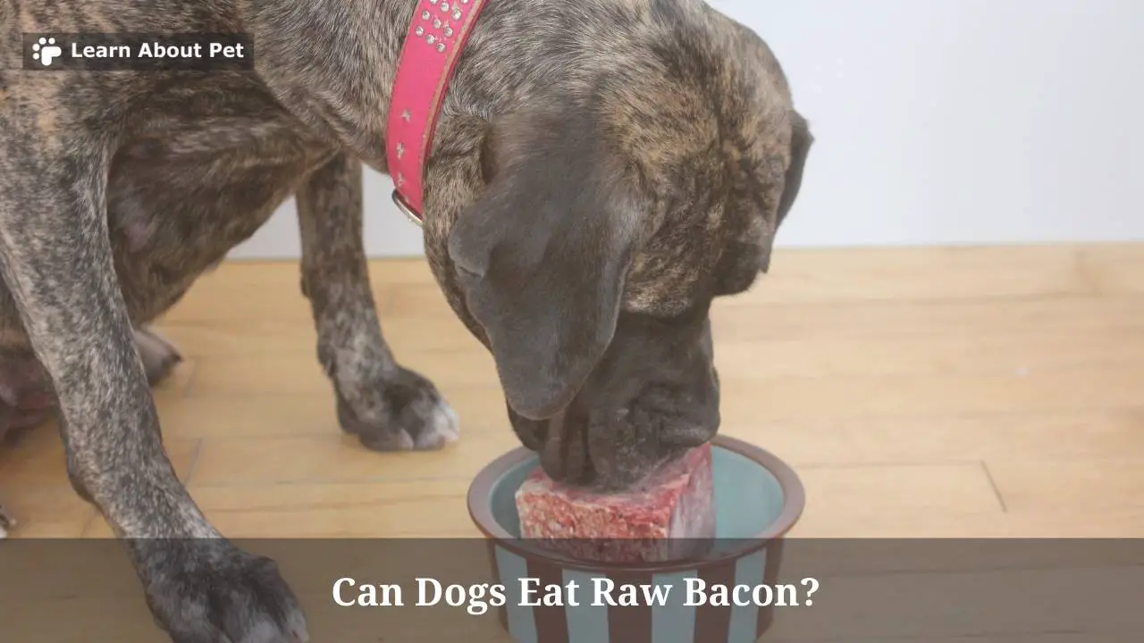 Can Dogs Eat Raw Bacon? My Dog Ate Raw Bacon 5 Brutal Effects