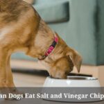 Can Dogs Eat Salt and Vinegar Chips? 5 Menacing Symptoms