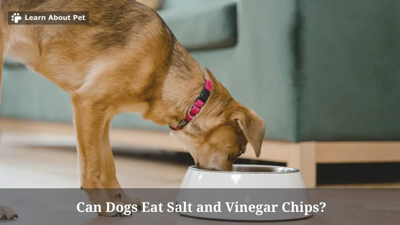 Can Dogs Eat Salt And Vinegar Chips? 5 Menacing Symptoms