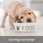 Can Dogs Eat Syrup