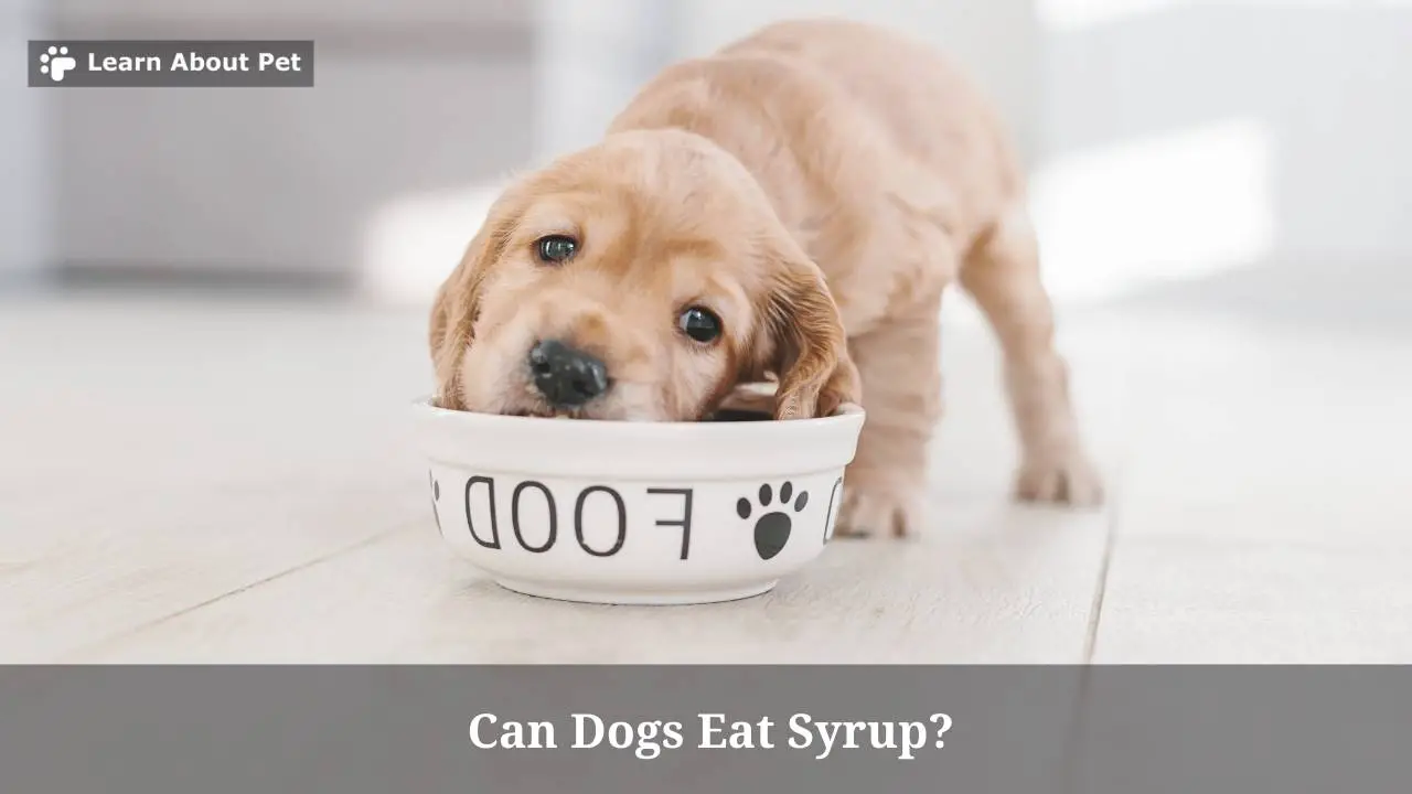 Can Dogs Eat Syrup? (9 Clear Health Facts) 2023