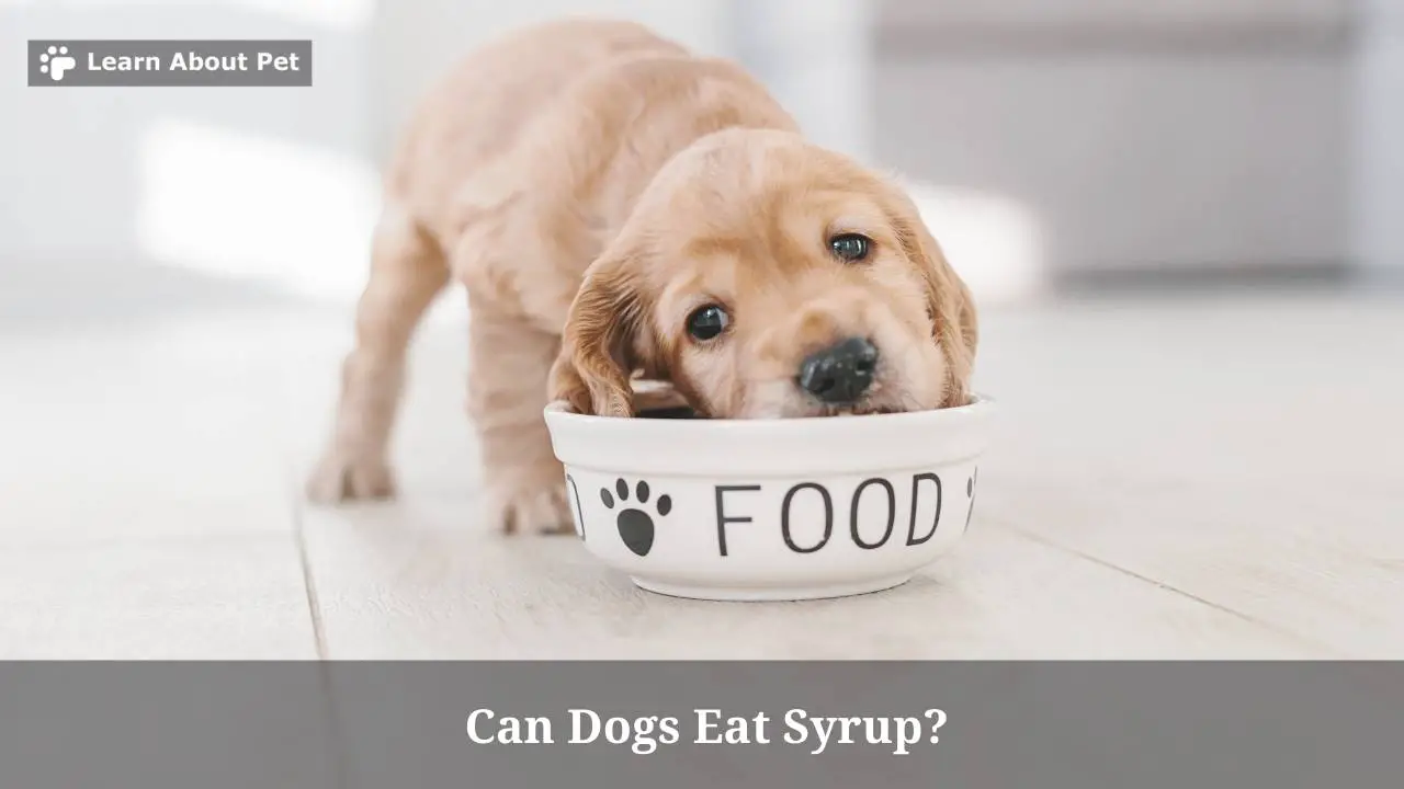 Can Dogs Eat Syrup? (9 Clear Health Facts) 2023