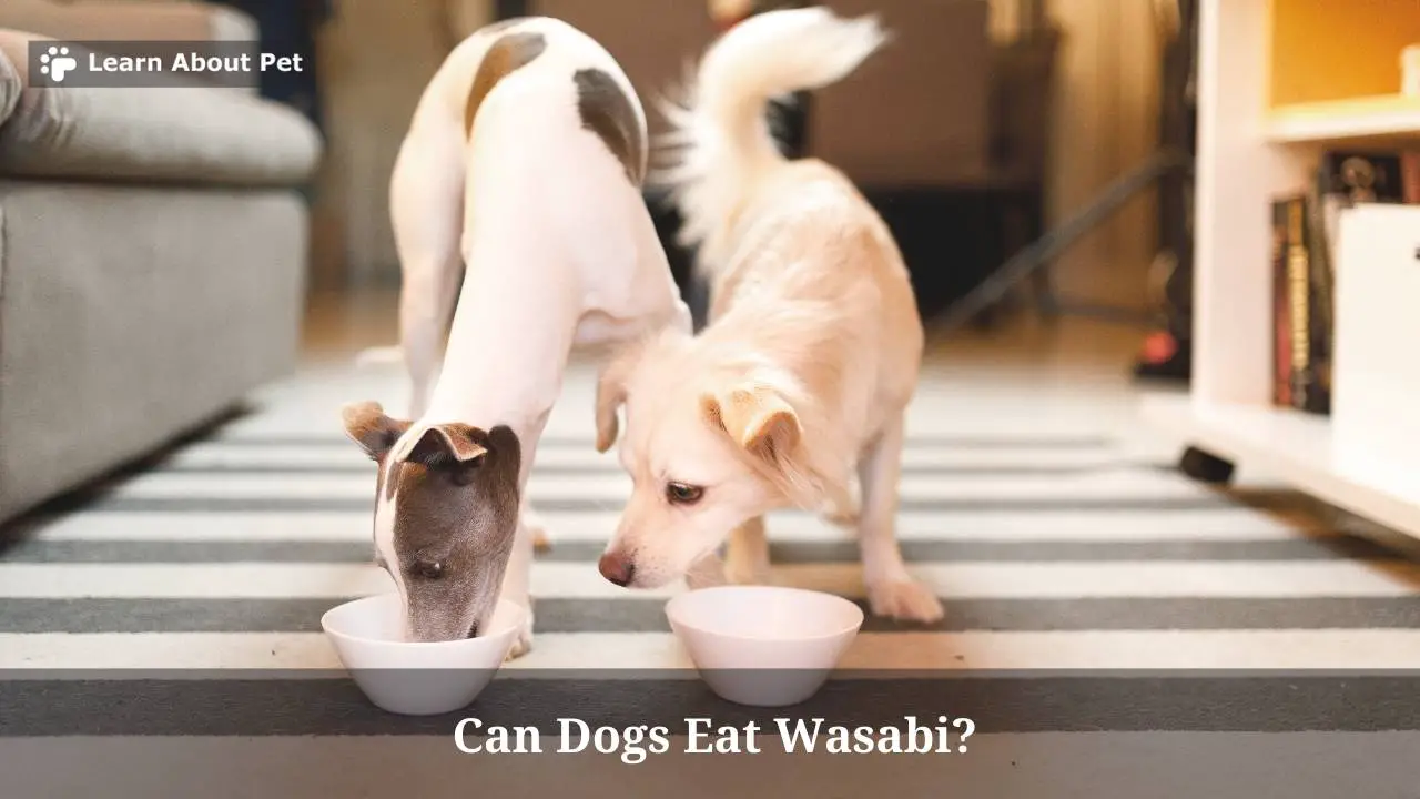 Can Dogs Eat Wasabi? 7 Brutal Side Effects After Dog Ate Wasabi