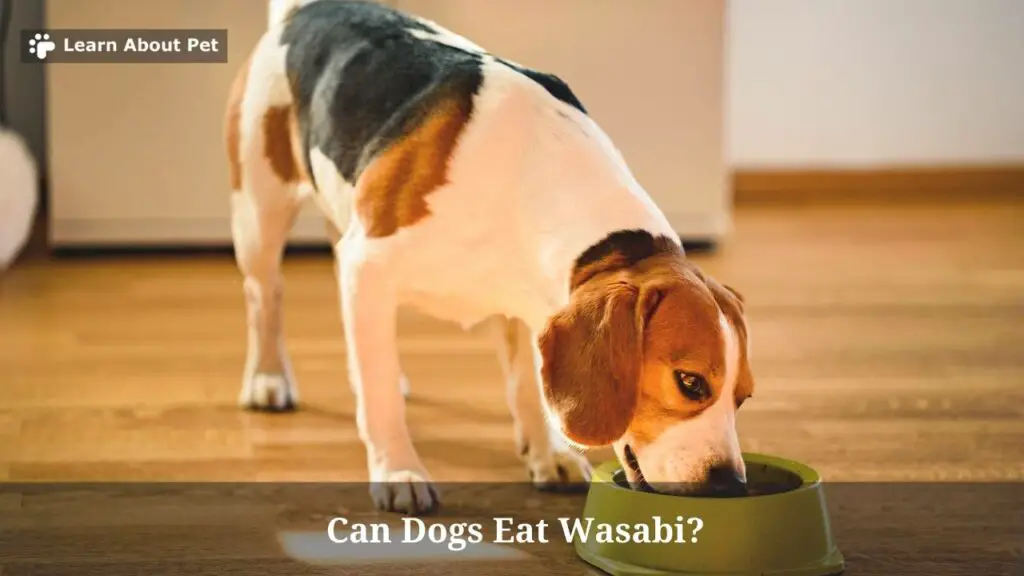 Can dogs eat wasabi