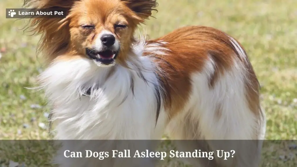 Can dogs fall asleep standing up