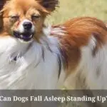 Can Dogs Fall Asleep Standing Up? (9 Clear Facts)
