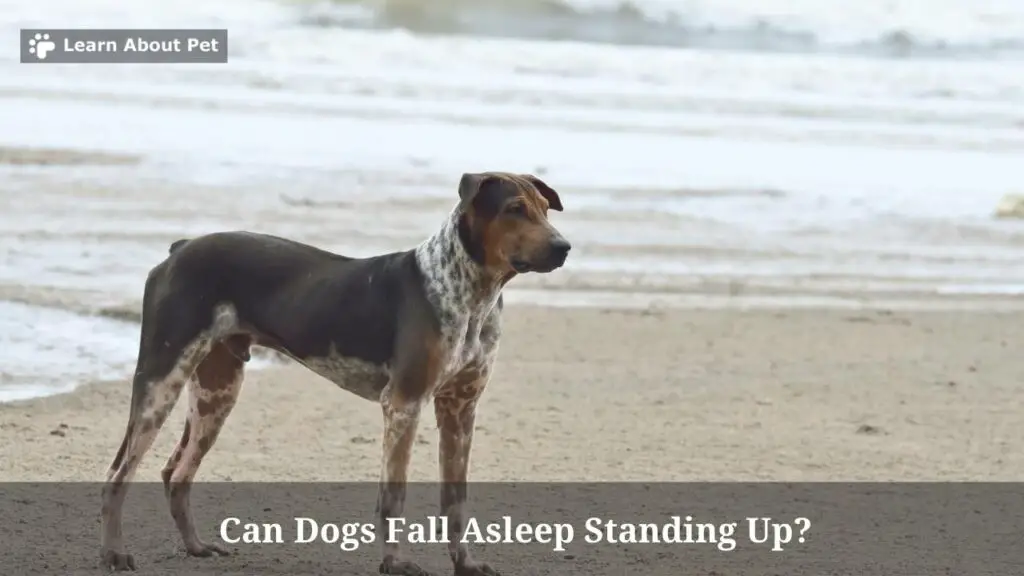Can dogs fall asleep standing up