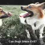 Can Dogs Sense Evil? (9 Interesting Facts)