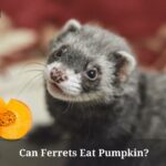 Can Ferrets Eat Pumpkin