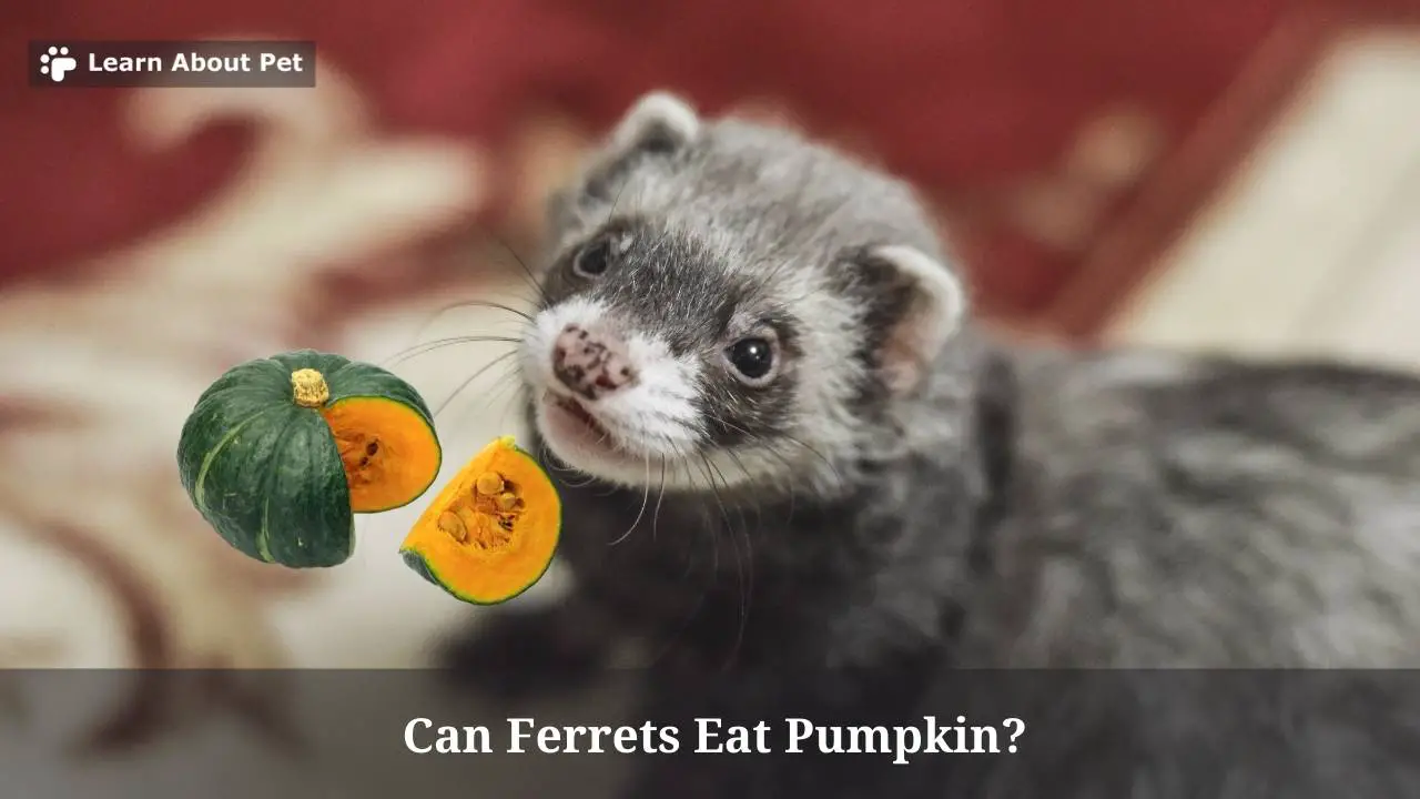Can Ferrets Eat Pumpkin? (7 Interesting Facts) 2024