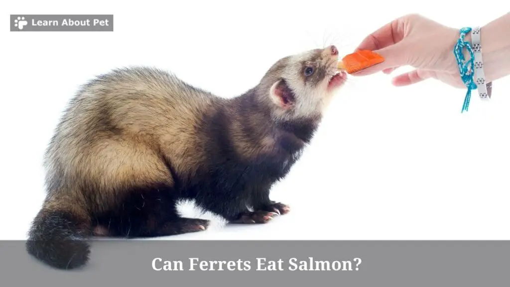 Can Ferrets Eat Salmon? (7 Interesting Facts) - 2023