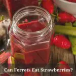 Can Ferrets Eat Strawberries? (7 Interesting Facts)