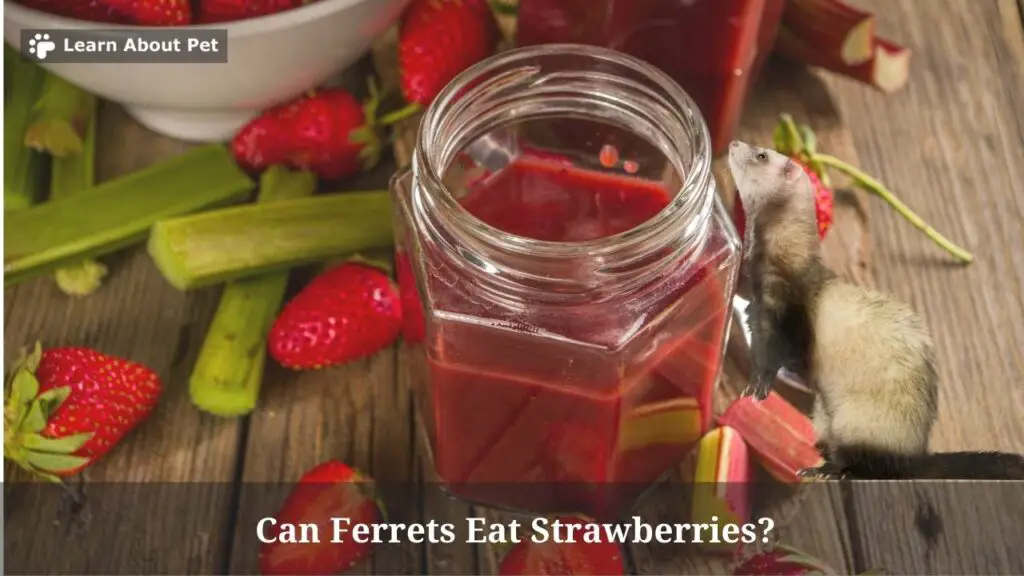 Can ferrets eat strawberries