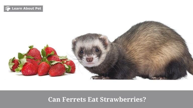 Can Ferrets Eat Strawberries? (7 Interesting Facts) - 2023