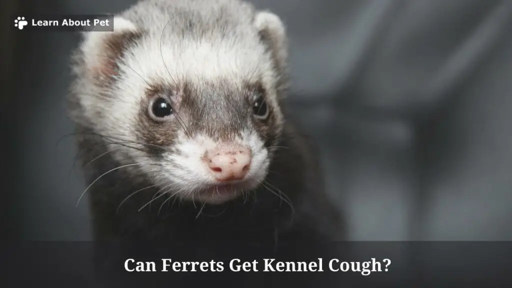 Can ferrets get kennel cough