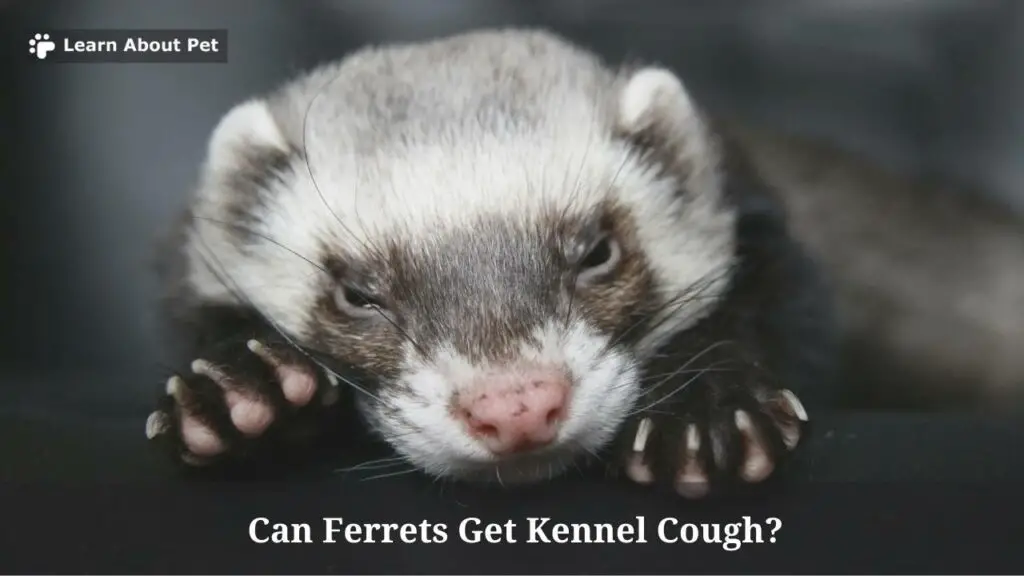 Can ferrets get kennel cough
