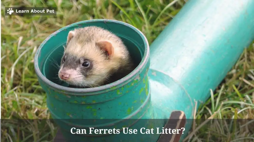 Can ferrets use cat litter