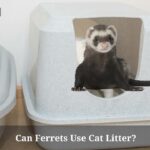 Can Ferrets Use Cat Litter