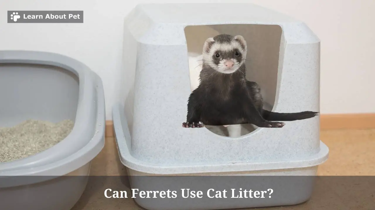 Can Ferrets Use Cat Litter? (9 Interesting Facts) 2023