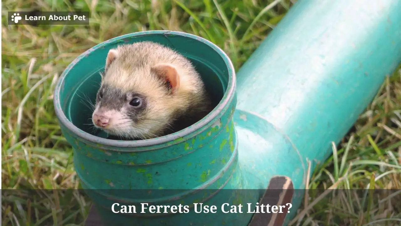 Can Ferrets Use Cat Litter? (9 Interesting Facts) 2023