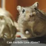 Can Gerbils Live Alone? (7 Interesting Facts)