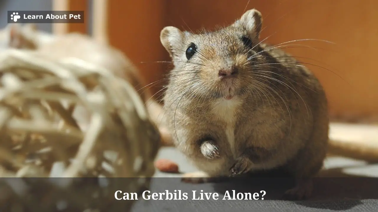 Can Gerbils Live Alone? (7 Interesting Facts) 2024