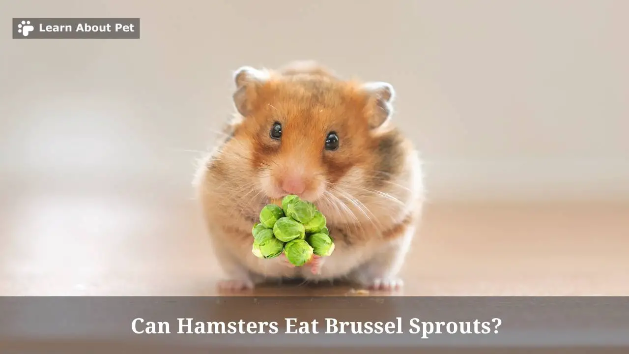 Can Hamsters Eat Brussel Sprouts? (7 Interesting Facts) 2023