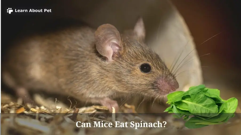 Can mice eat spinach