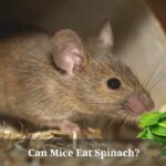 Can Mice Eat Spinach
