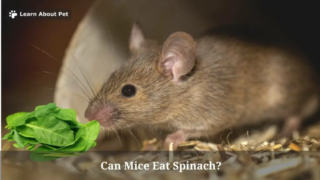 Can mice eat spinach