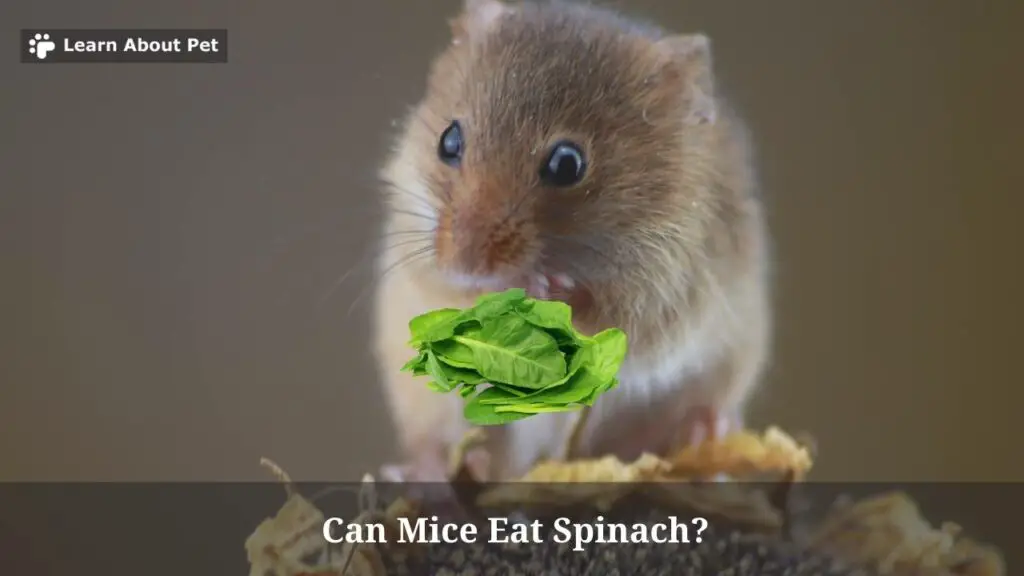 Can mice eat spinach