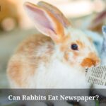 Can Rabbits Eat Newspaper? (7 Clear Health Facts)
