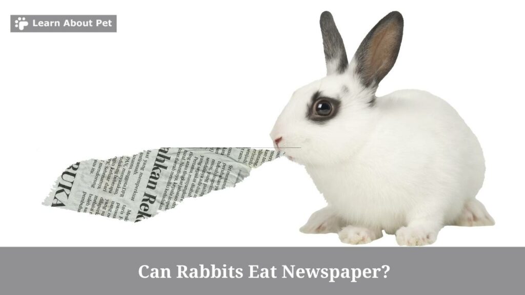 Can Rabbits Eat Newspaper? (7 Clear Health Facts) 2023