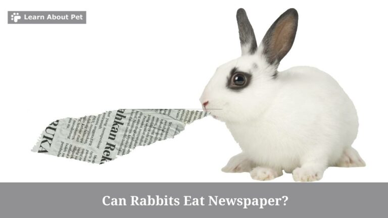 Can Rabbits Eat Newspaper? (7 Clear Health Facts) - 2023