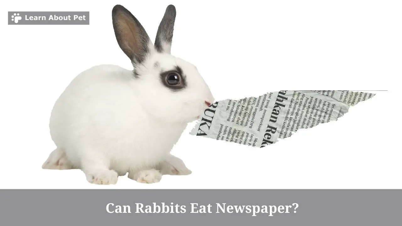 Can Rabbits Eat Newspaper? (7 Clear Health Facts) 2023