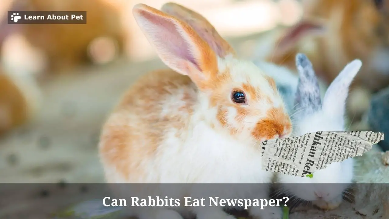 Can Rabbits Eat Newspaper? (7 Clear Health Facts) 2023